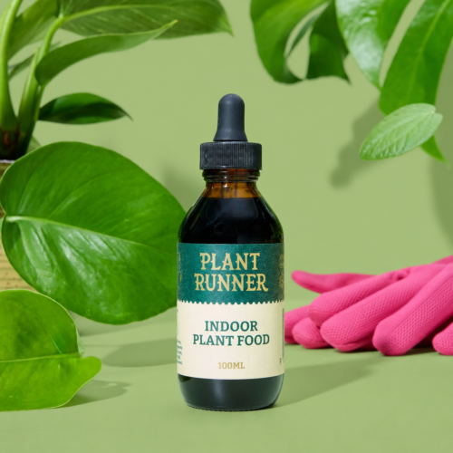 Indoor-plant-food
