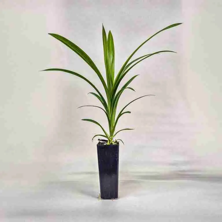 pandan-plant