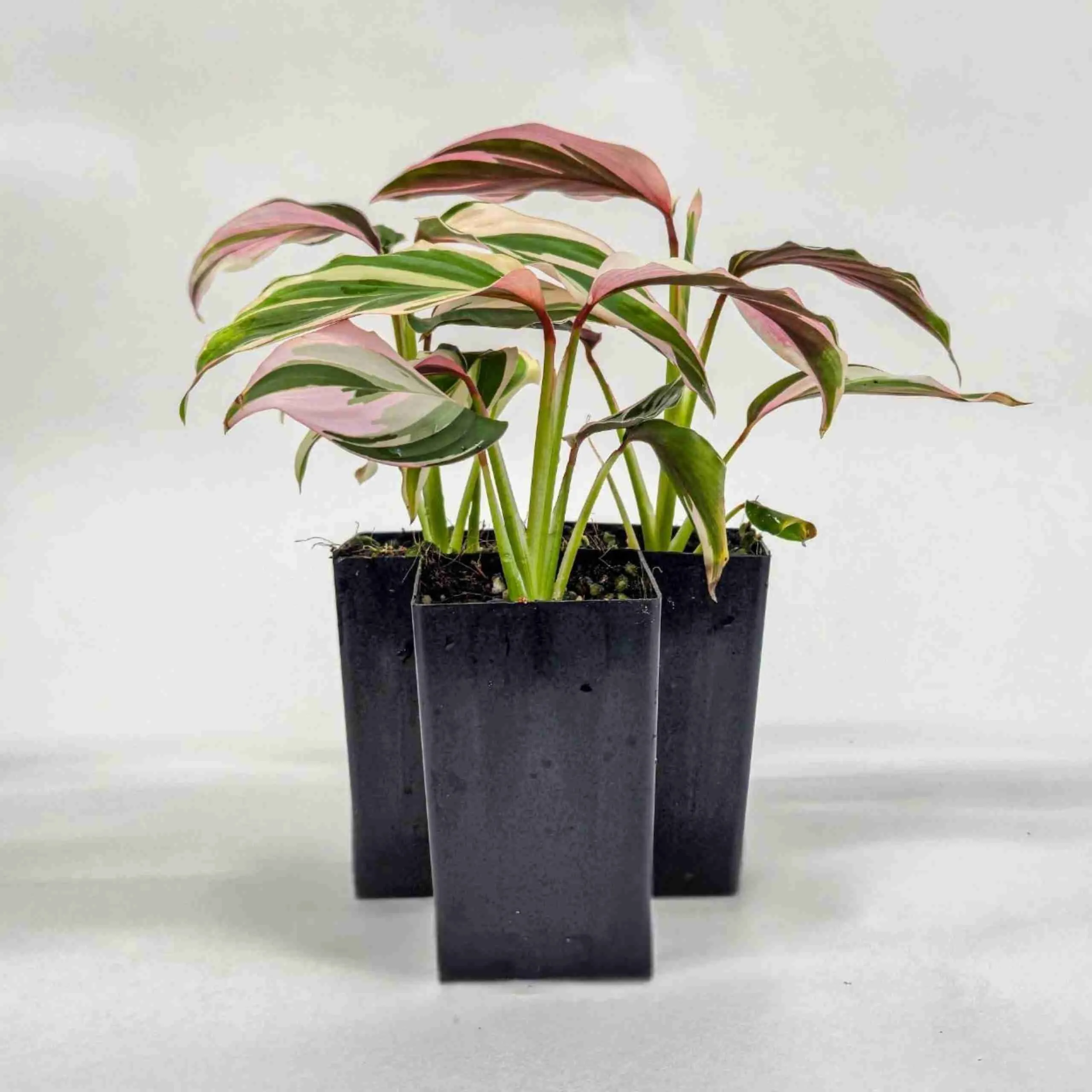 Maranta-arundinacea-pink-ariegated