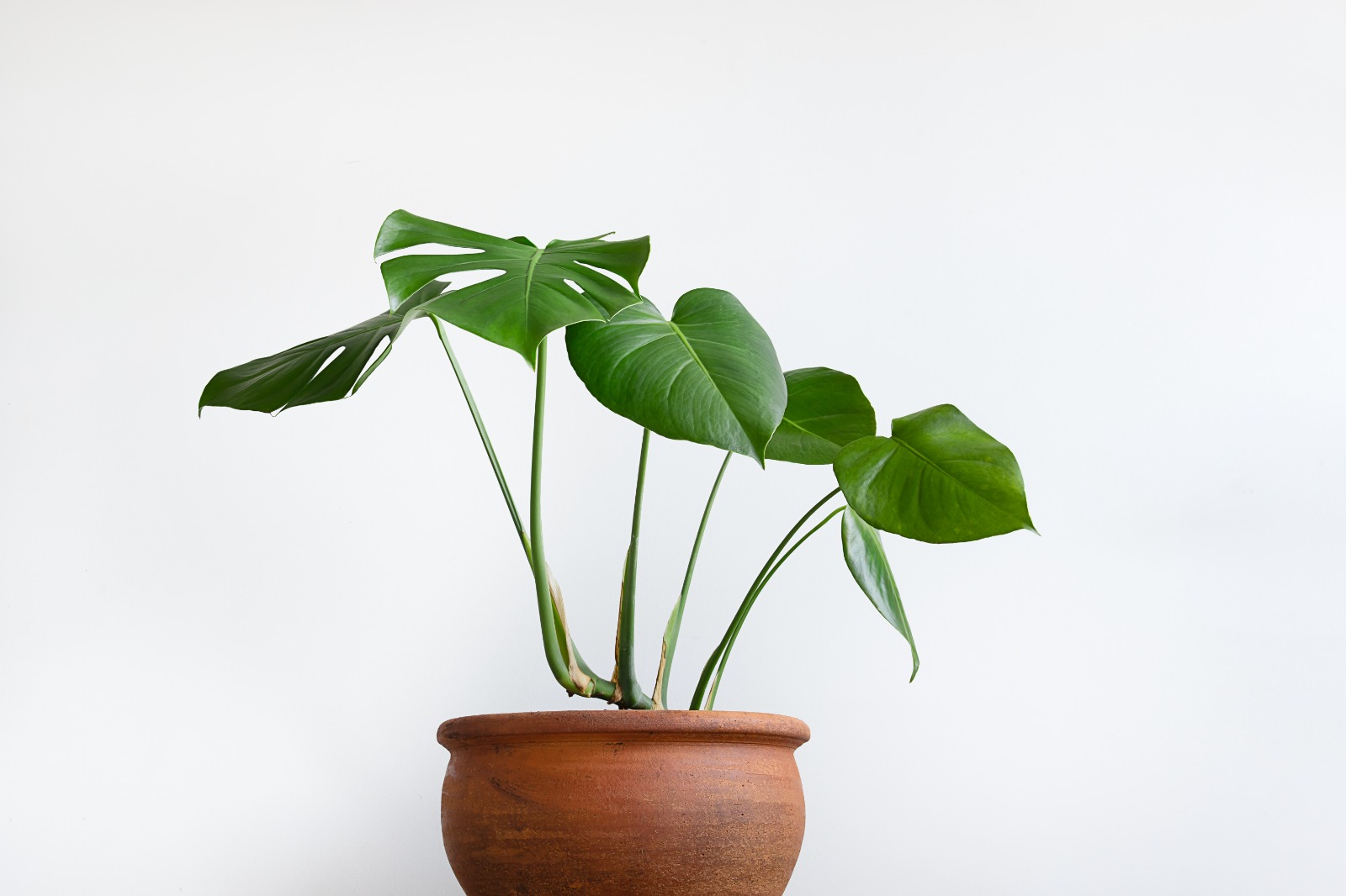 Shop Plants