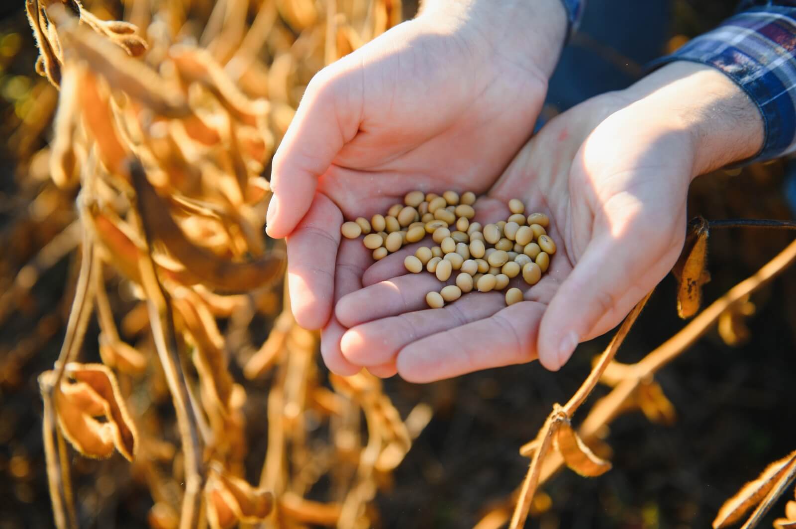 Shop Seeds