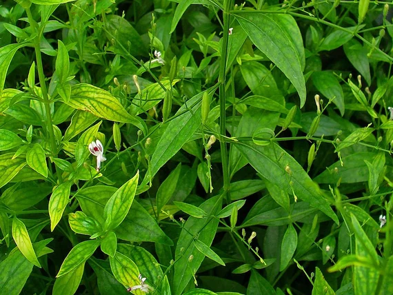 Andrographis-seed