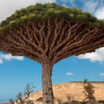Winged Serpent’s Blood Tree